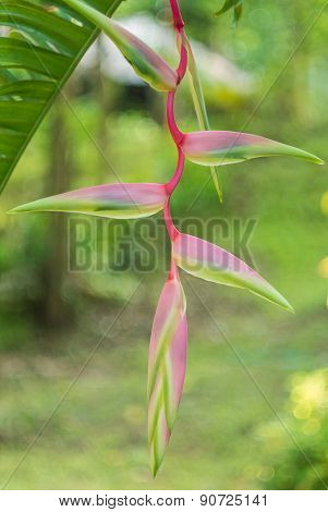 Heliconia Rostrata 'sexy Pink' Ginger Flower