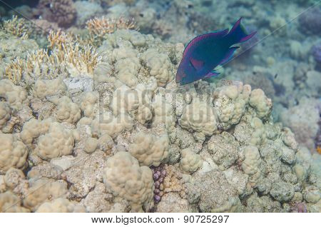 Medium size blue scarus fish