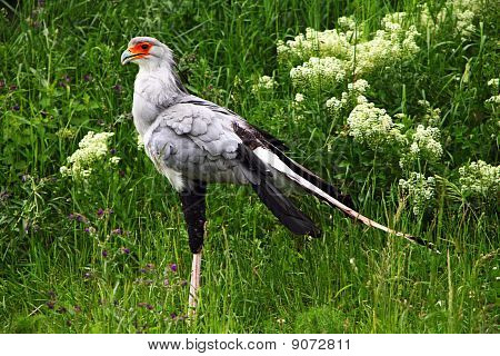Secretarybird
