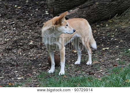 Dingo