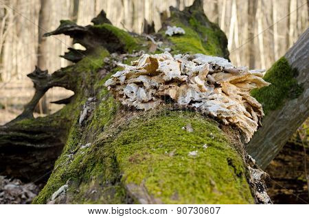 The Root Of A Fallen Tree Covered With Moss