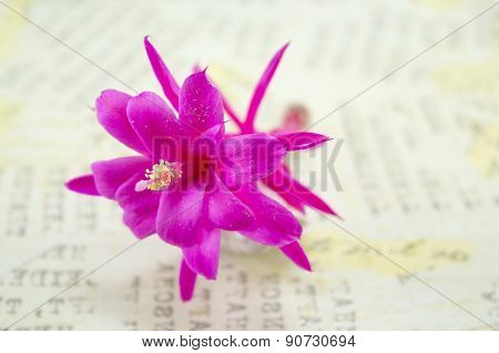 Gorgeous Pink Cactus  Flower On A Decoupage Board