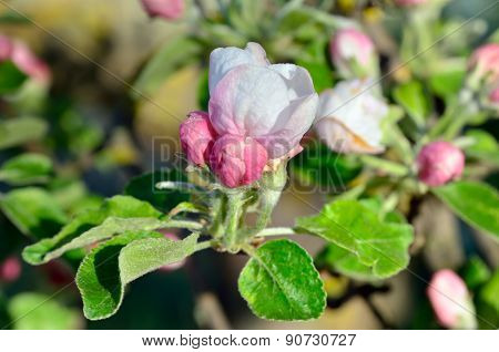 Young Apple-tree Flowers In The Spring Garden