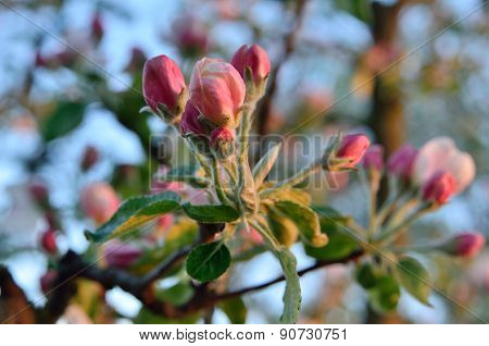 Young Apple-tree Flowers In The Spring Garden