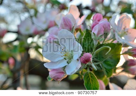Young Apple-tree Flowers In The Spring Garden