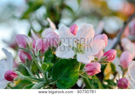 Young Apple-tree Flowers In The Spring Garden