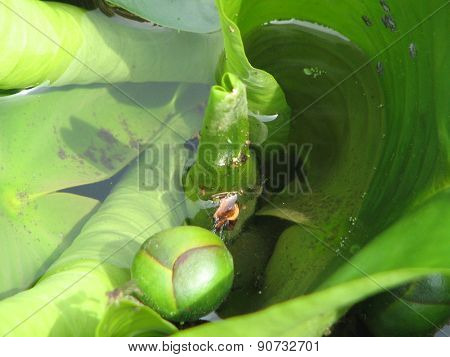 Flower, Plants