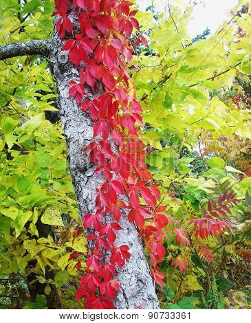 Red Leaves On Tree With White Bark
