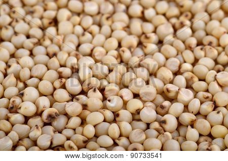 Jowar (Sorghum) arrange as background, Close up.