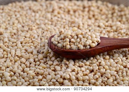 close up of Jowar (Sorghum) with wooden spoon.