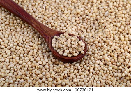 close up of Jowar (Sorghum) with wooden spoon.
