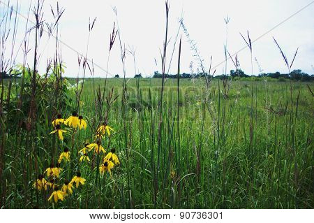 Prairie