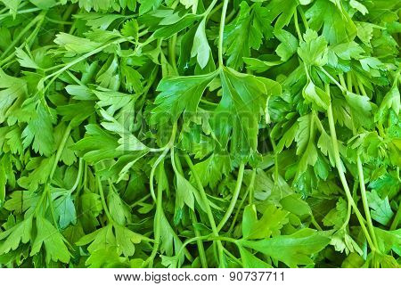 Fresh,green Leaves, Parsley,ready To Be Used As Food.