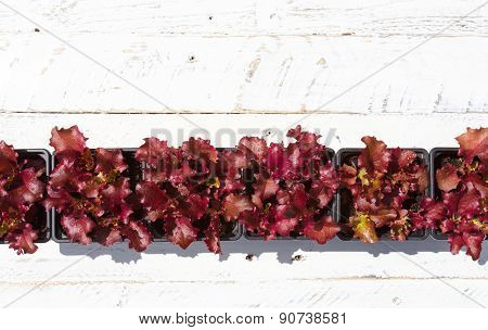 Young Lollo Rosso Lettuce Plants On White Background