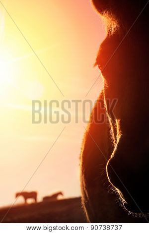 Horse Portrait With Warm Backlight