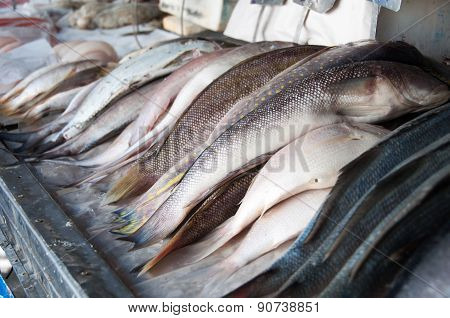 Ocean Fish