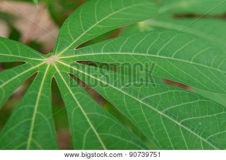 Closeup Of Green Leaves