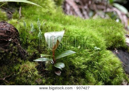Growning závod v Mount Kinabalu
