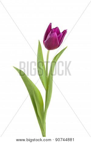 Tulip Flower  On A Stem With Leaves