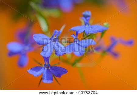 Lobelia