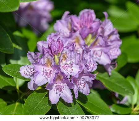 Rhododendron