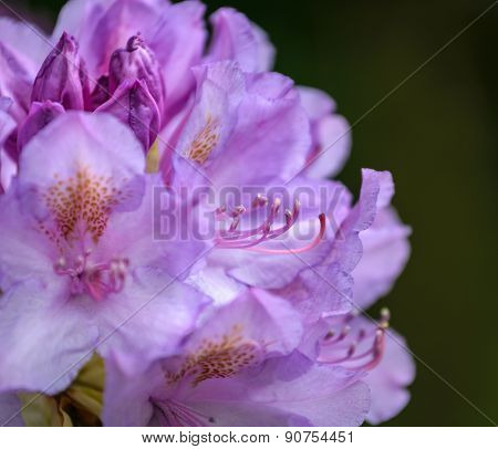 Rhododendron