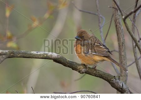 Eastern Towhee, Female