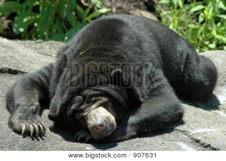 Ensoleillement ours