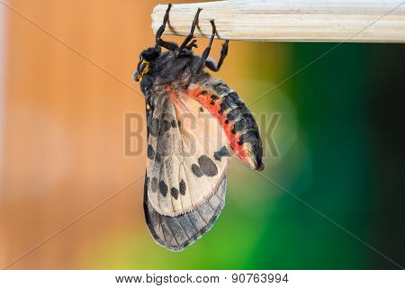 Newly Born Olepa Ricini Moth
