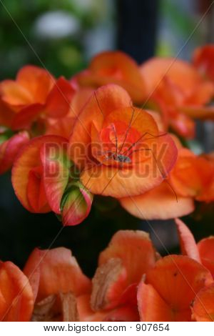 Spider og blomster