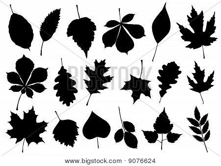 Conjunto de ilustración de vector de siluetas de hoja otoño 18.