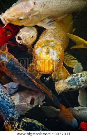 Koi pesce nell'acqua, elevato angolo di visualizzazione