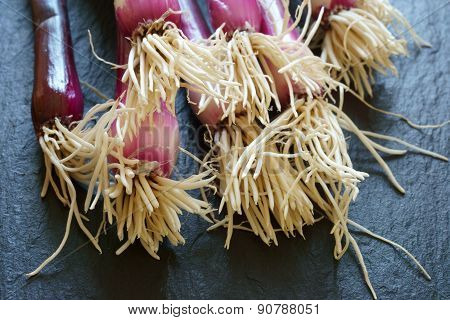Close Up Of Red Scallions
