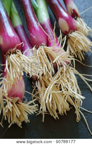 Close Up Of Fresh Scallions