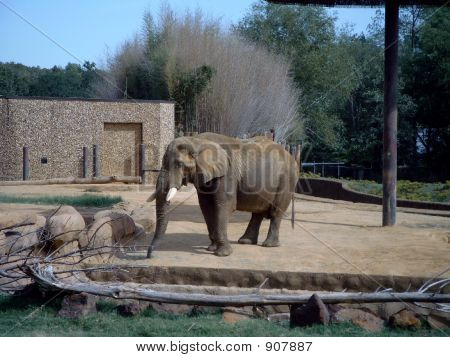 Elephantold