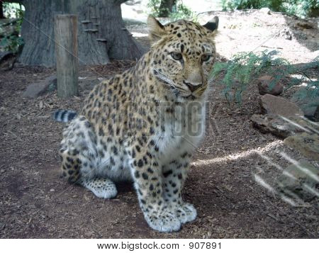Jaguar2