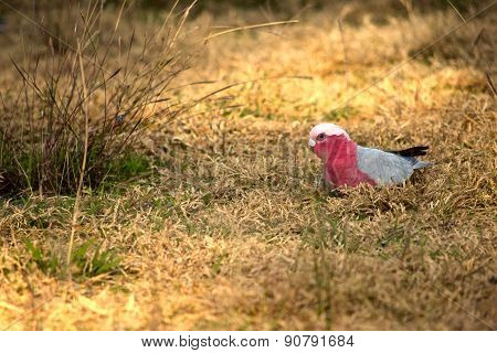 Galah Cockatoo
