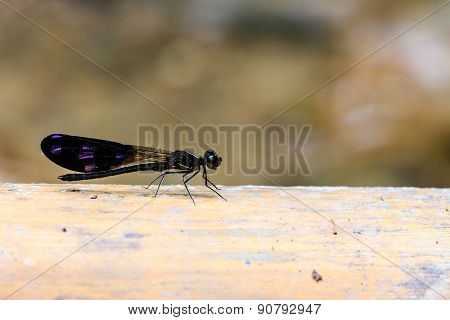 dragonfly