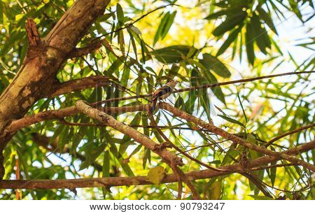 Silver-breasted broadbill on tree branch in forest