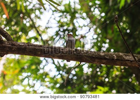 Silver-breasted broadbill on tree branch in forest