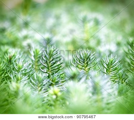 Beautiful nature - unusual plant