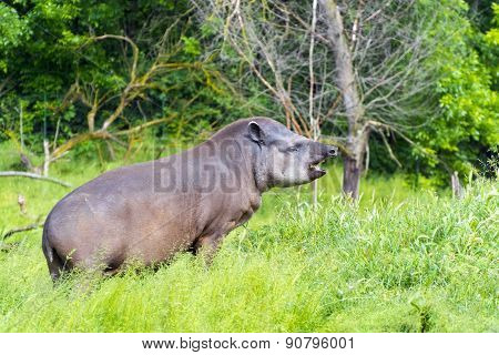 Lowland Tapir (tapirus Terrestris)