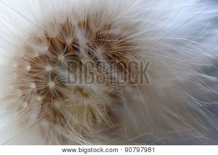 Closeup Of Dandelion in the last stage of blooming