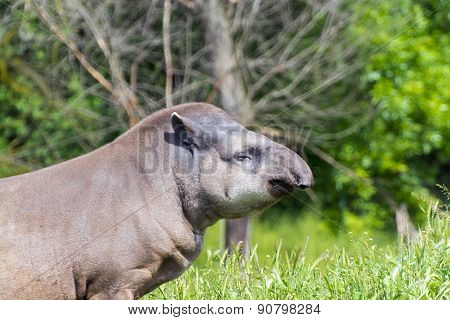 Lowland Tapir (tapirus Terrestris)
