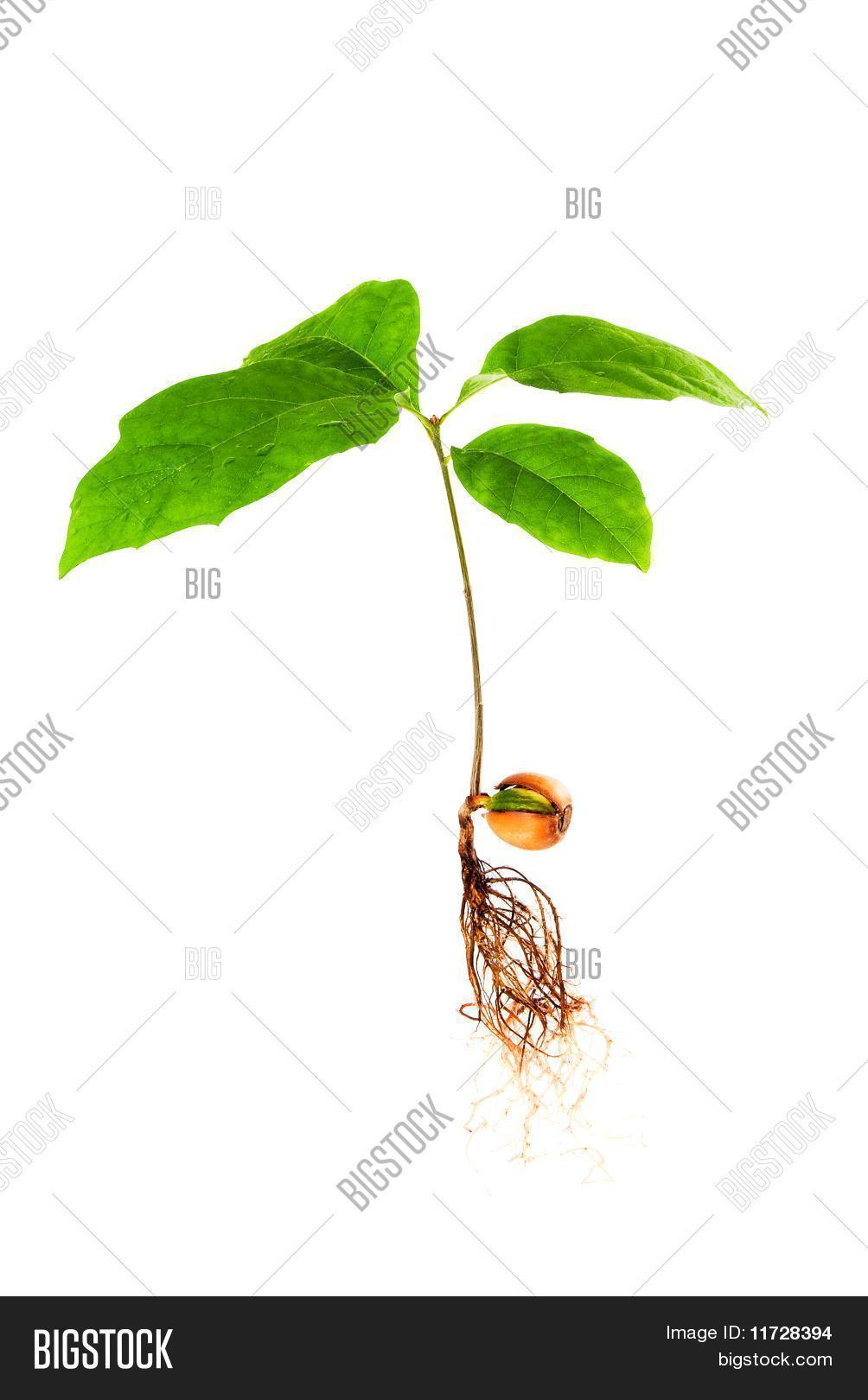 Oak Tree Seedling Image & Photo (Free Trial) Bigstock