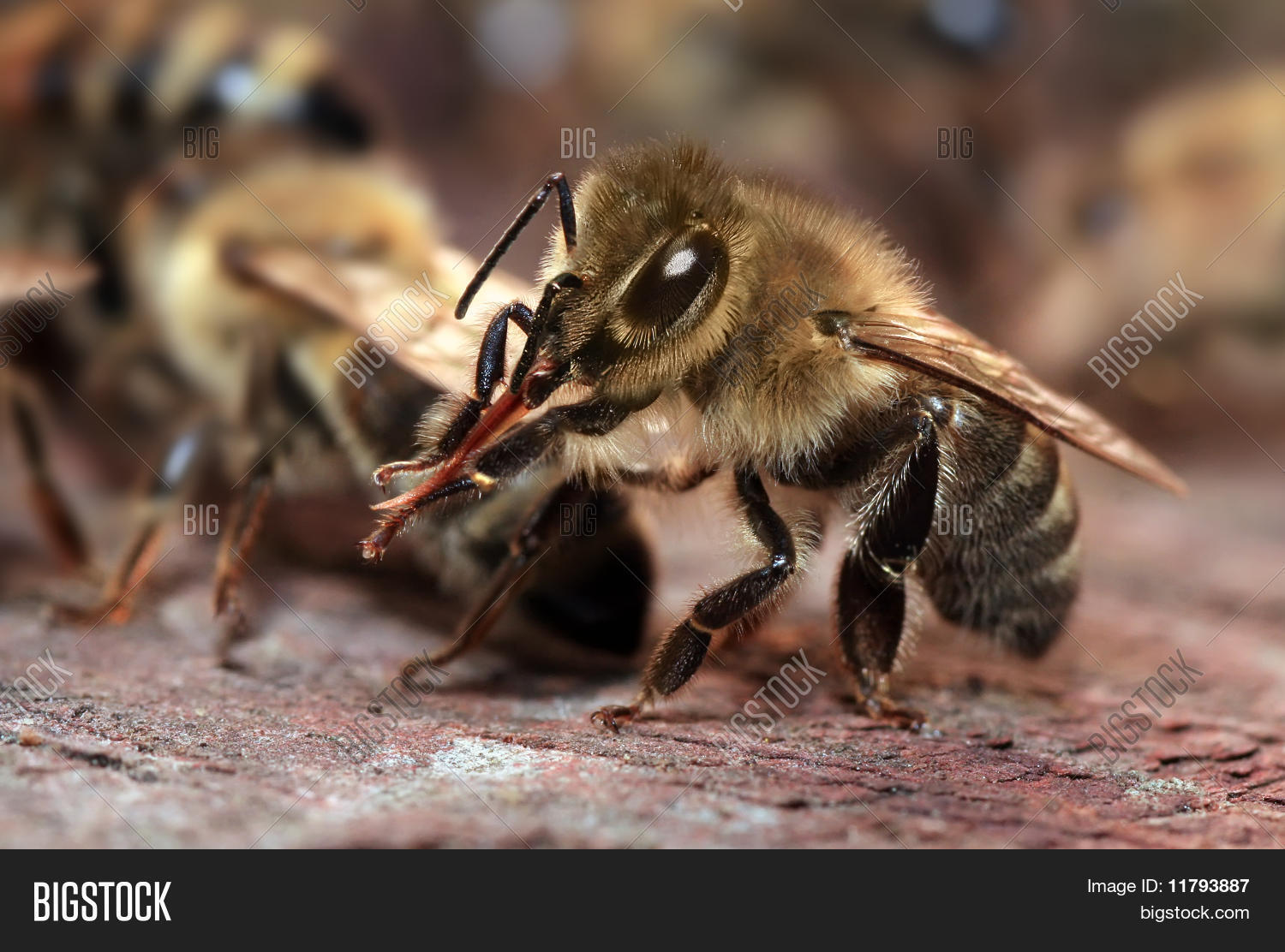 Image Preview