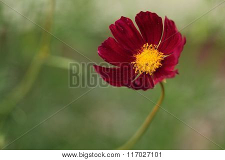 red flower - cosmos, atrosanguineus on green background