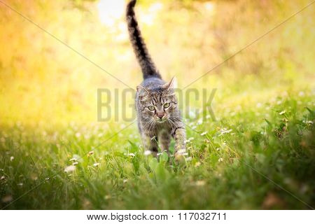 Cat walking towards camera