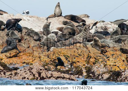 Cape Fur Seals In Gansbaai