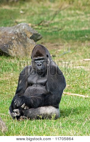 Silverback Gorilla relaksujący
